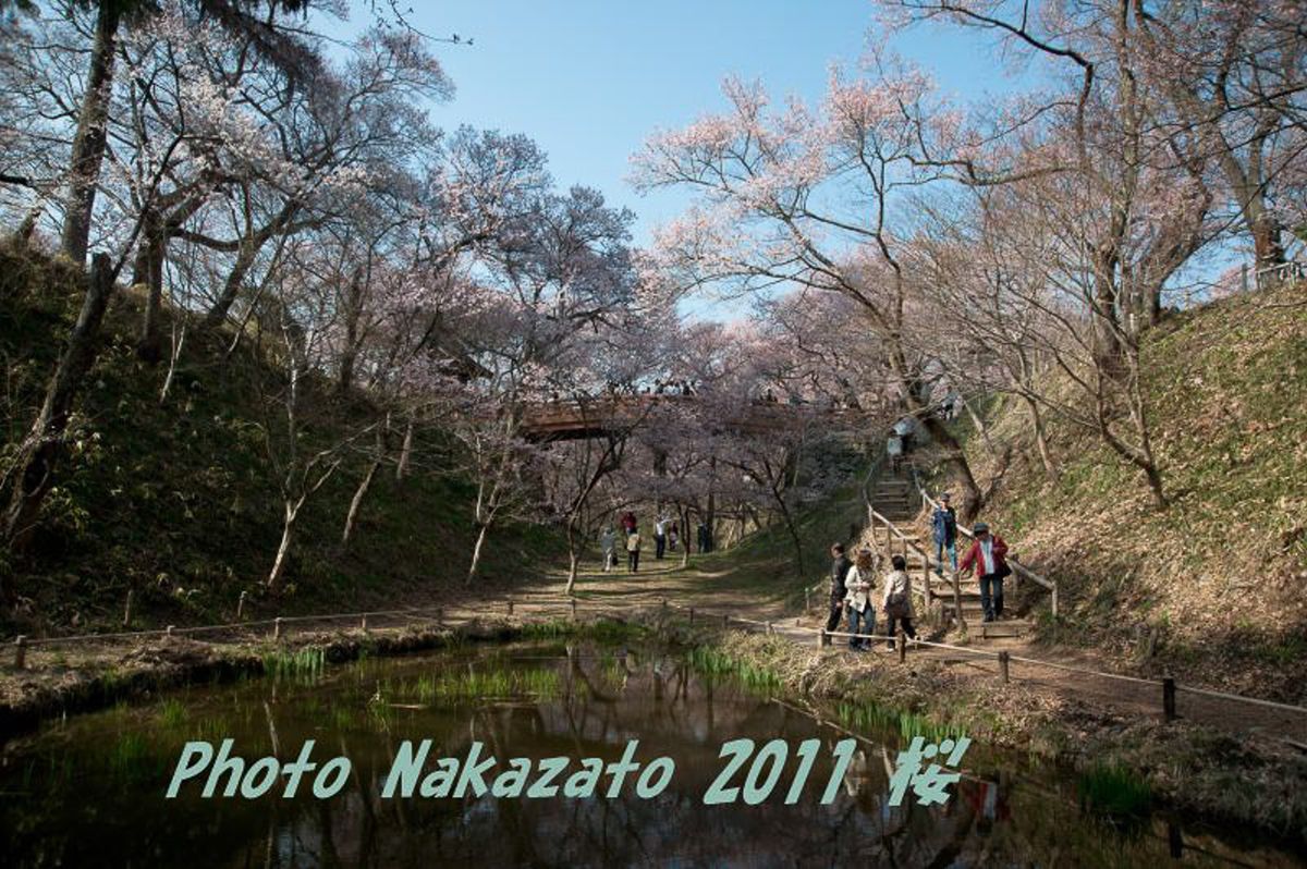 高遠の桜